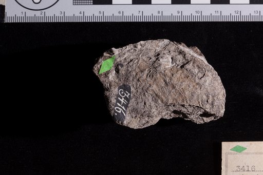 Angiopteridium strictinerve Fontaine