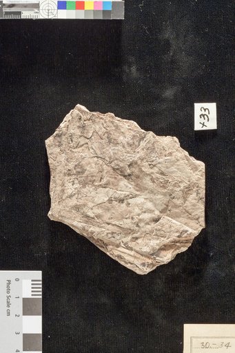 Lygodium neuropteroides Lesquereux