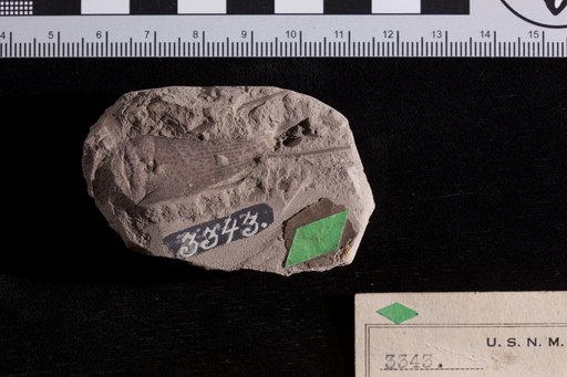 Araucarites aquiensis Fontaine