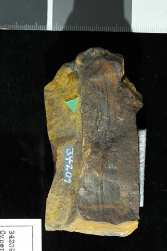 Cyperacites sp Hollick