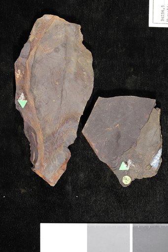 Magnolia speciosa Heer