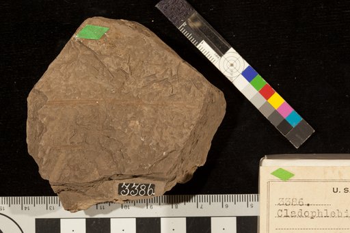 Cladophlebis inclinata Fontaine