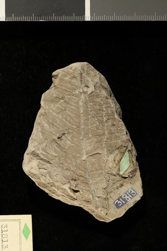 Pecopteris virginiensis Fontaine