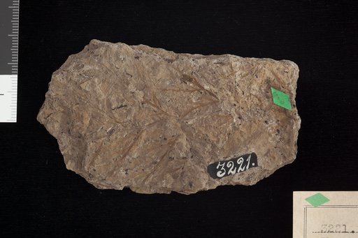 Thyrsopteris heteroloba Fontaine