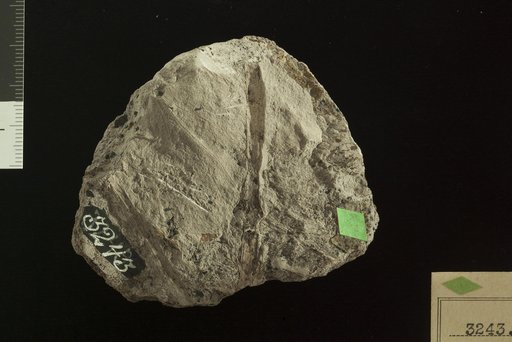Proteaephyllum orbiculare Fontaine