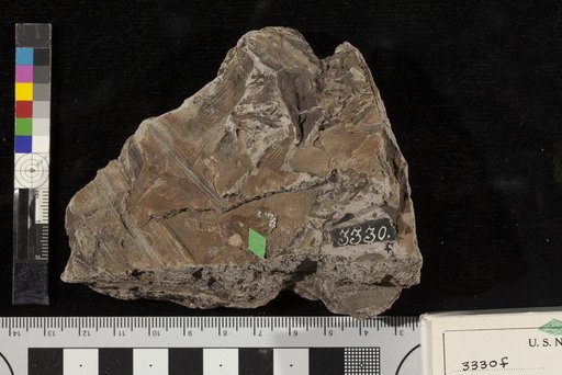 Platypterigium densinerve Fontaine