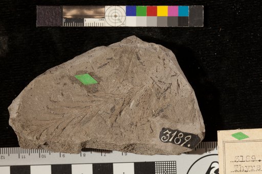Thyrsopteris rarinervis Fontaine
