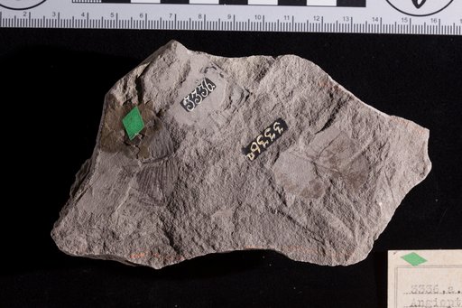 Angiopteridium ovatum Fontaine