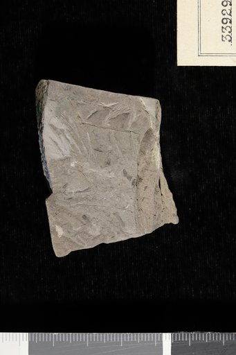 Cladophlebis heterophylla Fontaine