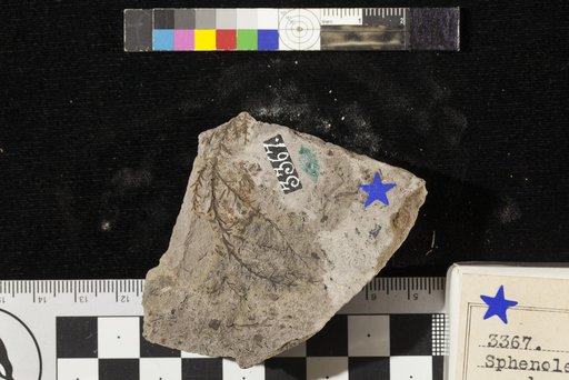 Sphenolepidium sternbergianum (Dunker) Heer