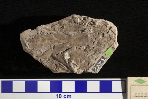 Sapindopsis variabilis Fontaine