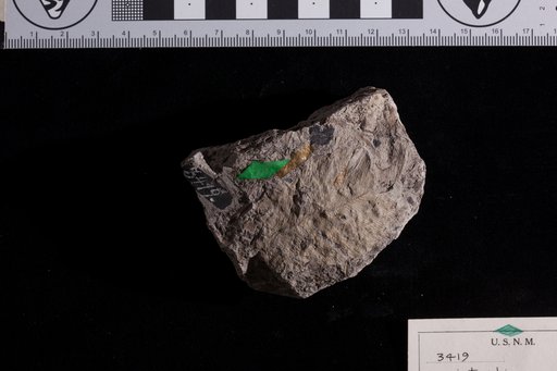 Antiopteridium nervosum Fontaine