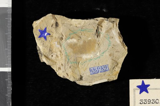 Cladophlebis browniana (Dunker) Seward