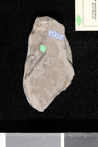Cladophlebis fisheri Knowlton