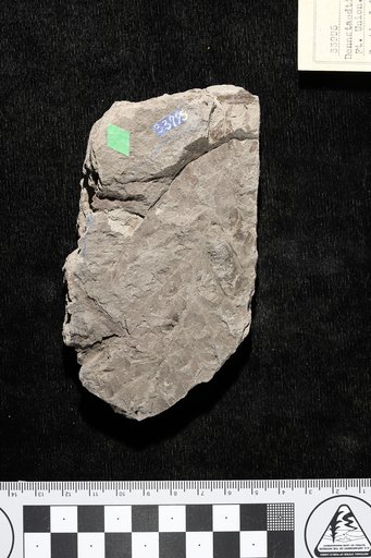 Dennstaedtia americana Knowlton