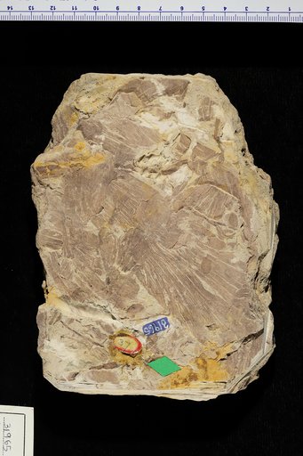 Gangamopteris obovata (Carruthers) White