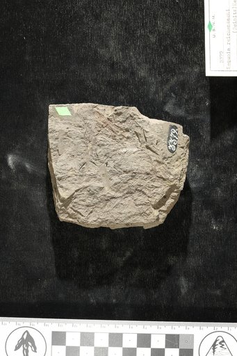 Sequoia reichenbachi (Geinitz) Heer