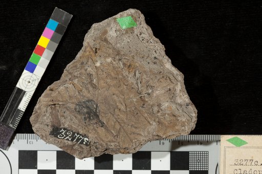 Cladophlebis crenata Fontaine