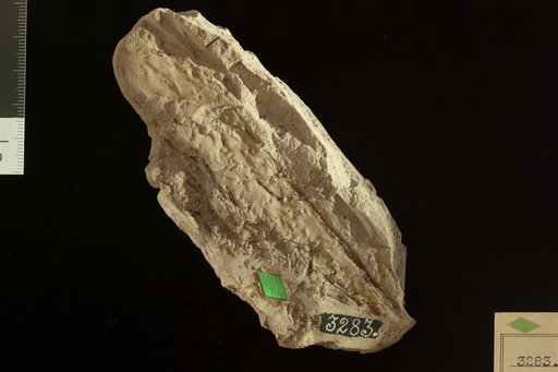 Proteaephyllum tenuinerve Fontaine