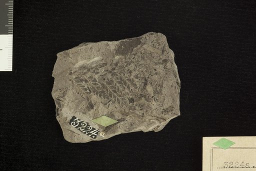 Thyrsopteris crassinervis Fontaine