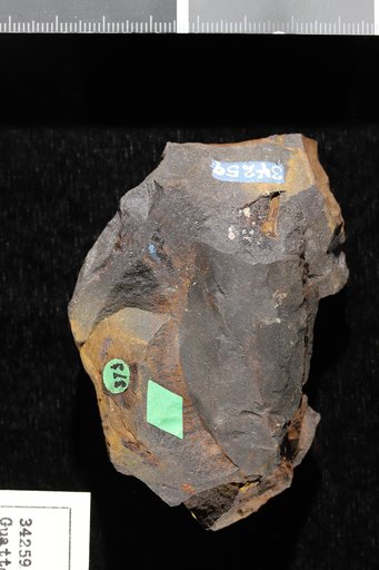Guatteria cretacea Hollick