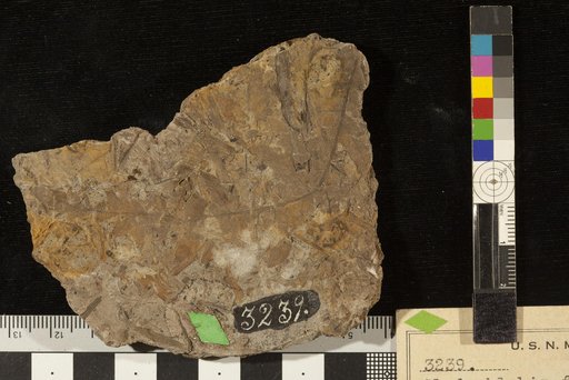 Cladophlebis falcata Fontaine