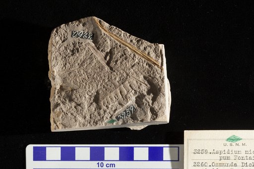 Aspidium micracarpum Fontaine