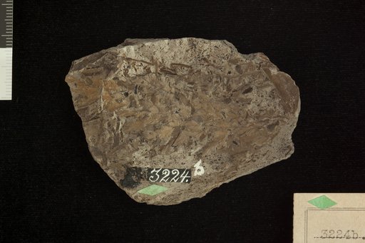 Thyrsopteris crassinervis Fontaine