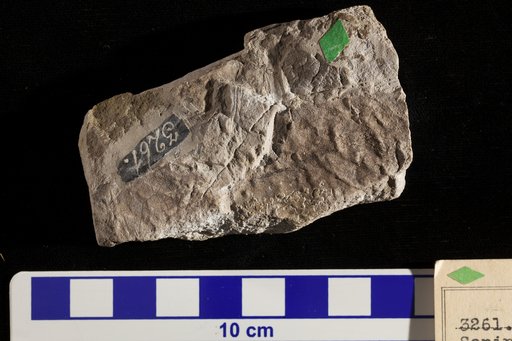 Sapindopsis elliptica Fontaine