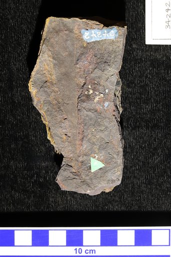 Proteoides daphnogenoides Heer