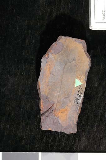 Liriodendropsis angustifolia Newberry