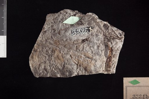Ctenis imbricata Fontaine