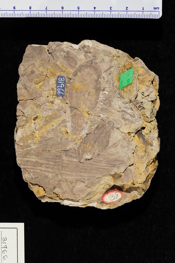 Gangamopteris obovata (Carruthers) White