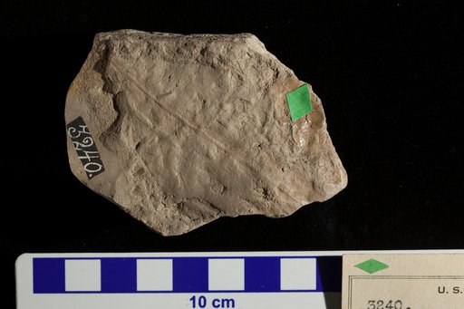 Celastrophyllum brookense Fontaine