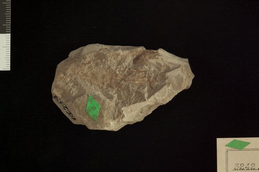 Thyrsopteris decurrens Fontaine
