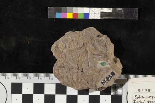 Sphenolepidium sternbergianum var. densifolium Fontaine