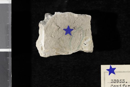 Genus indet. sp indet. Knowlton