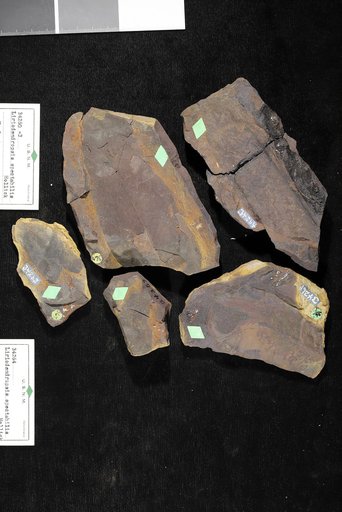 Liriodendropsis spectabilis Hollick