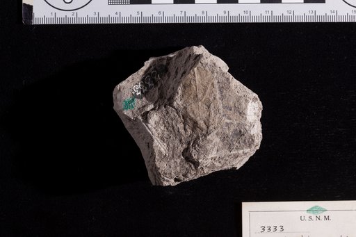 Antiopteridium strictinerve Fontaine