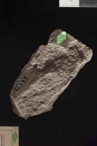 Ctenopteris integrifolia Fontaine