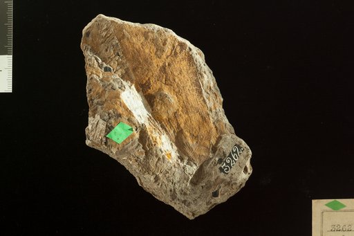 Podozamites pedicellatus Fontaine