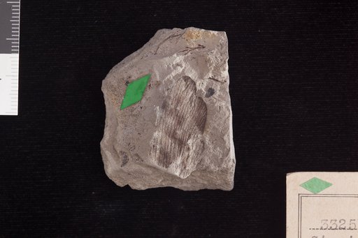 Ctenis imbricata Fontaine