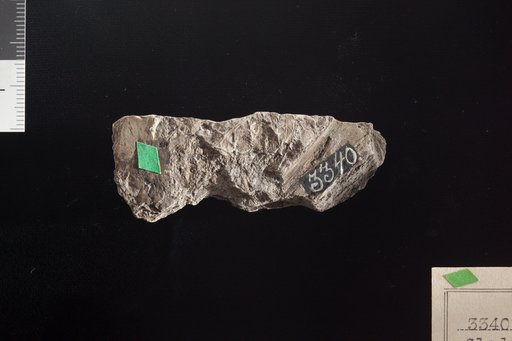 Cladophlebis parva Fontaine