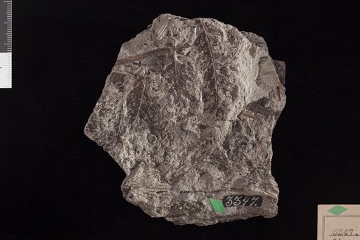 Ctenopteris minor Fontaine