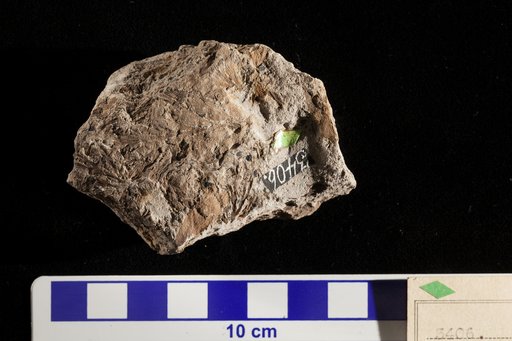 Cladophlebis sphenopteroides Fontaine
