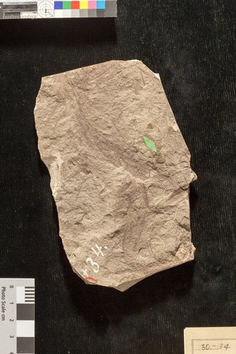 Lygodium neuropteroides Lesquereux