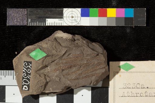 Athrotaxopsis pachyphylla Fontaine