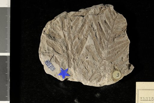 Nageiopsis angustifolia Fontaine