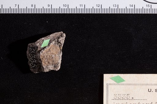 Angiopteridium densinerve Fontaine