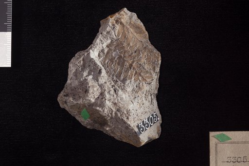 Ctenopteris virginiensis Fontaine